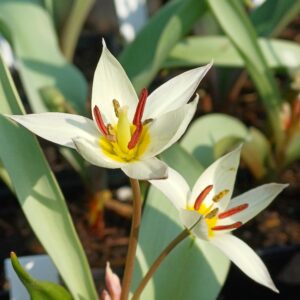 Botanische tulp (wit-geel) - Tulipa turkestanica