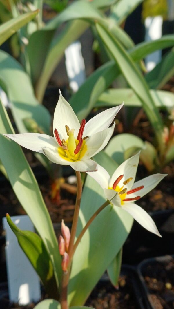 Botanische tulp (wit-geel) - Tulipa turkestanica