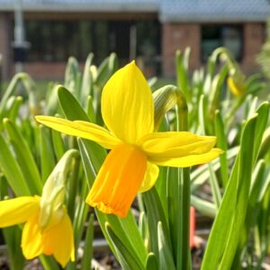 Narcis (geel-oranje) - Narcissus 'Jetfire'