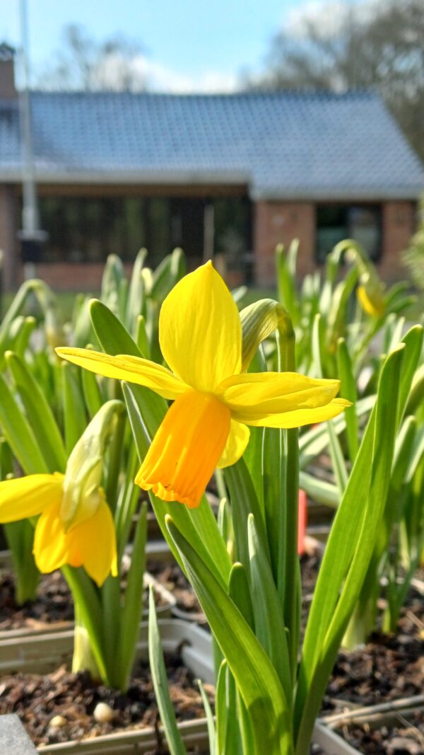 Narcis (geel-oranje) - Narcissus 'Jetfire'