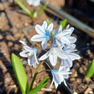 Buishyacint - Puschkinia scilloides var. libanotica - Afbeelding 2