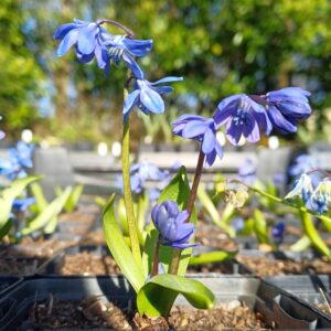 Sterhyacint - Scilla siberica