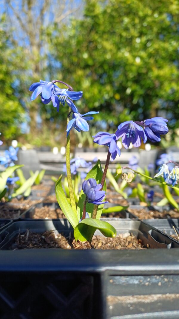 Sterhyacint - Scilla siberica