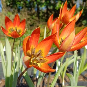 Botanische tulp (oranje) - Tulipa whittallii