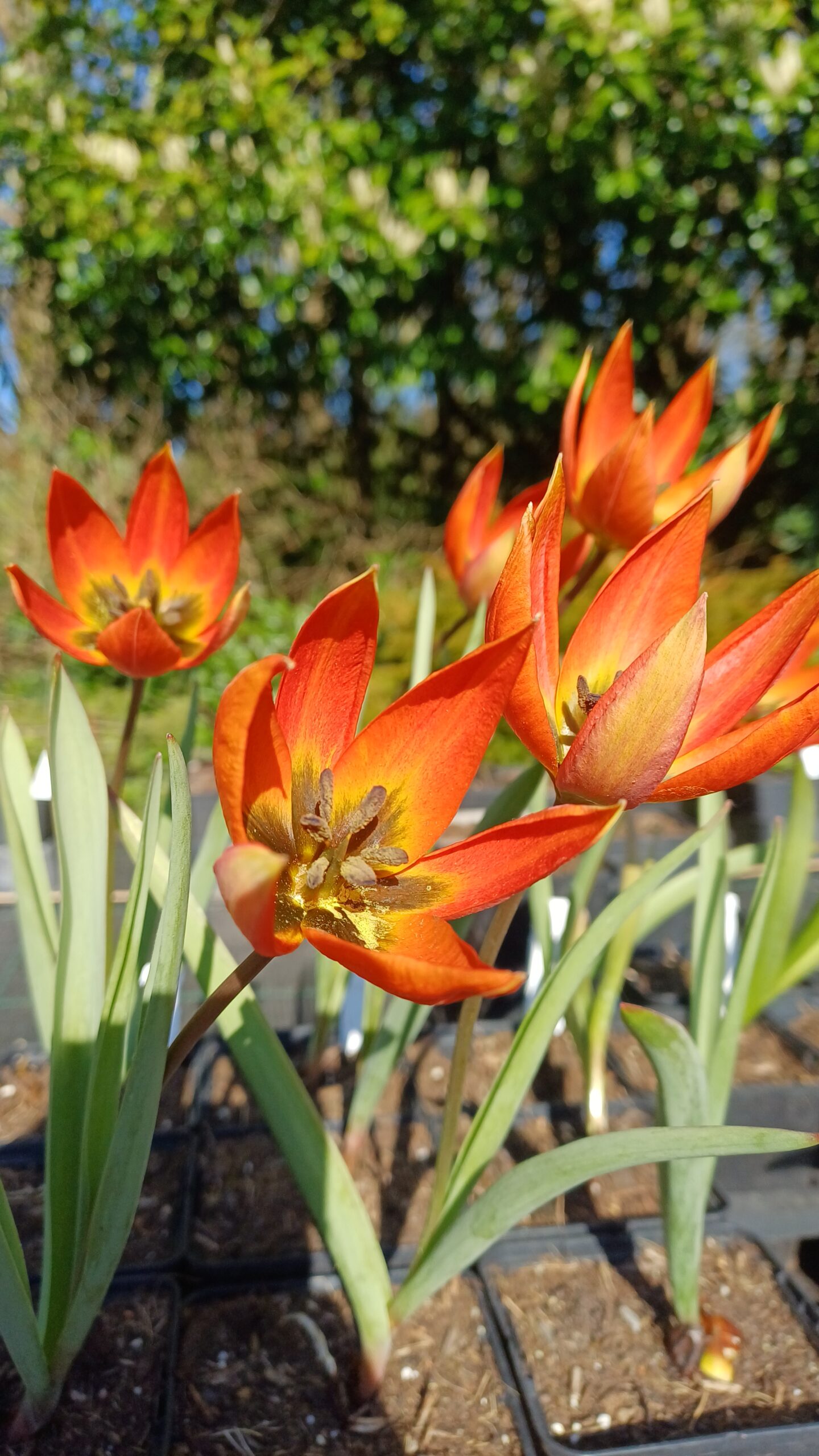 Botanische tulp (oranje) - Tulipa whittallii - Afbeelding 1