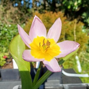 Botanische tulp (roze-geel) - Tulipa saxatilis
