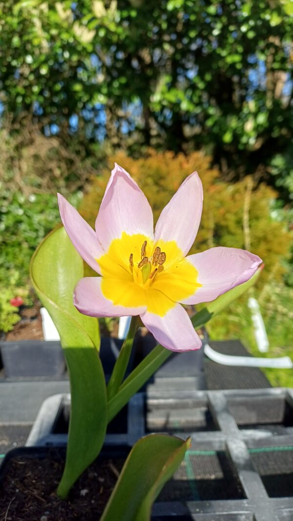 Botanische tulp (roze-geel) - Tulipa saxatilis