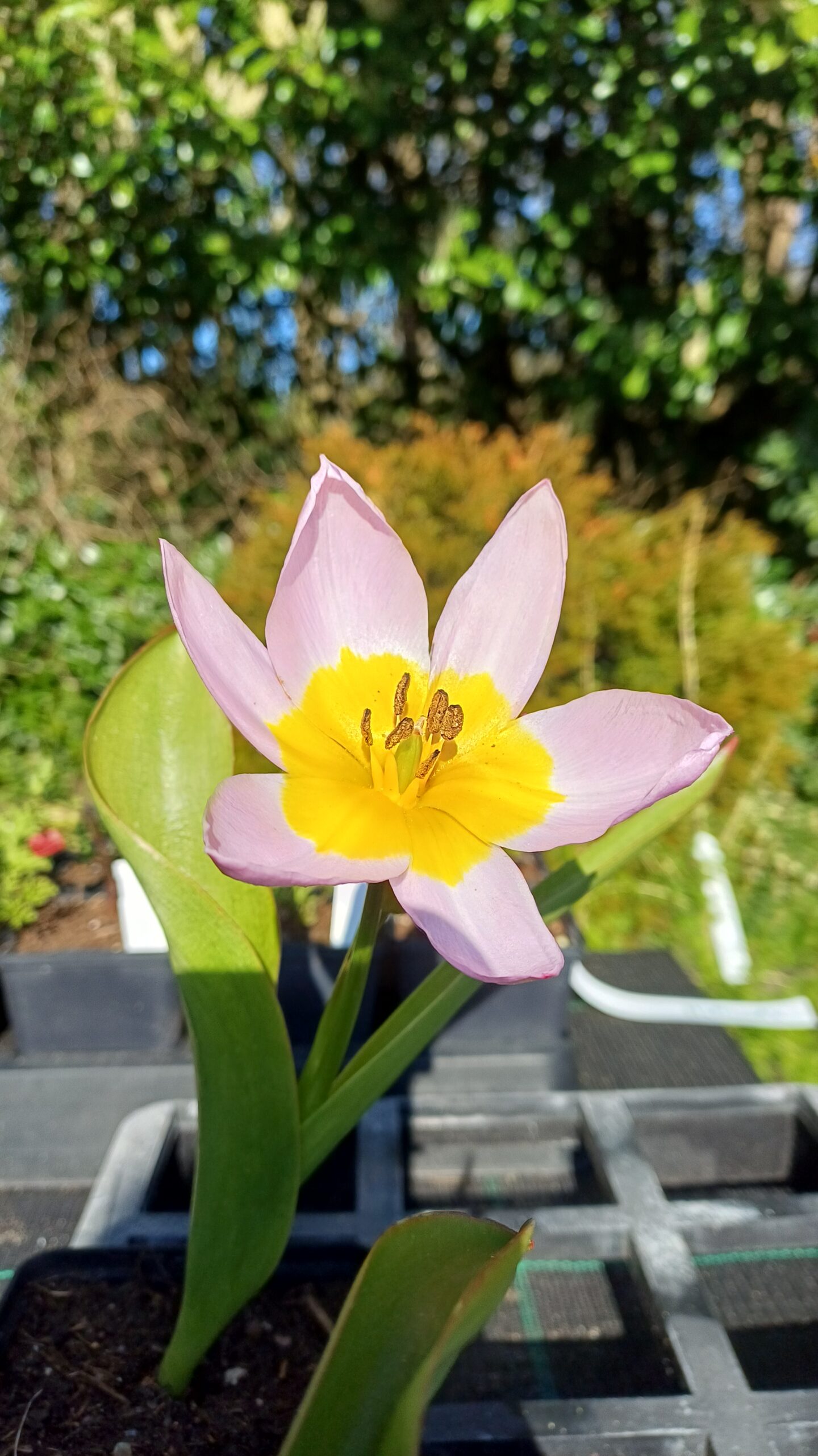 Botanische tulp (roze-geel) - Tulipa saxatilis - Afbeelding 1