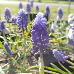 Druifjes (blauw) - Muscari armeniacum