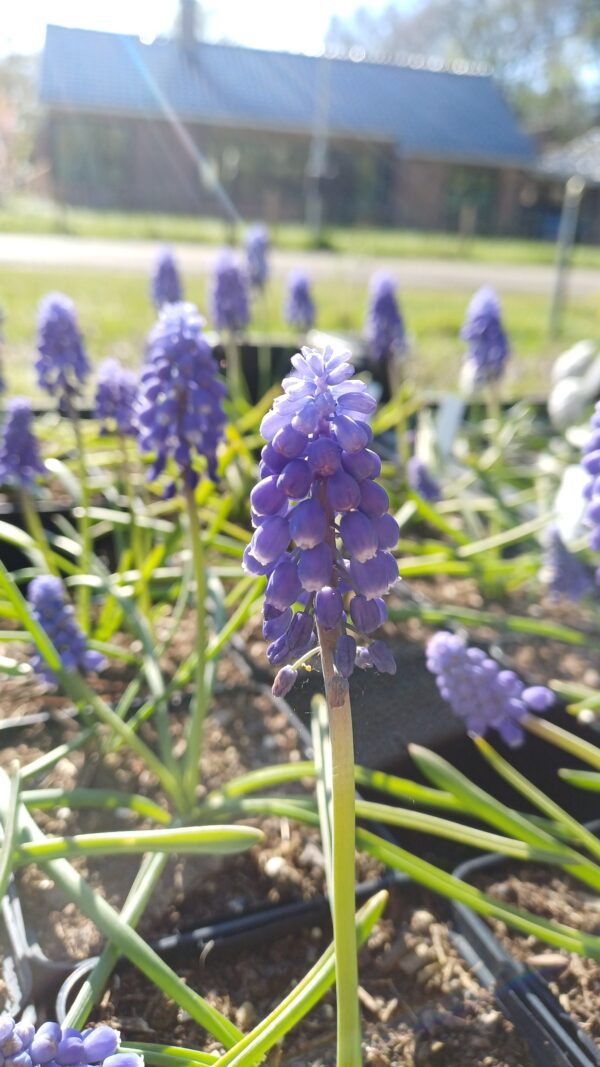 Druifjes (blauw) - Muscari armeniacum