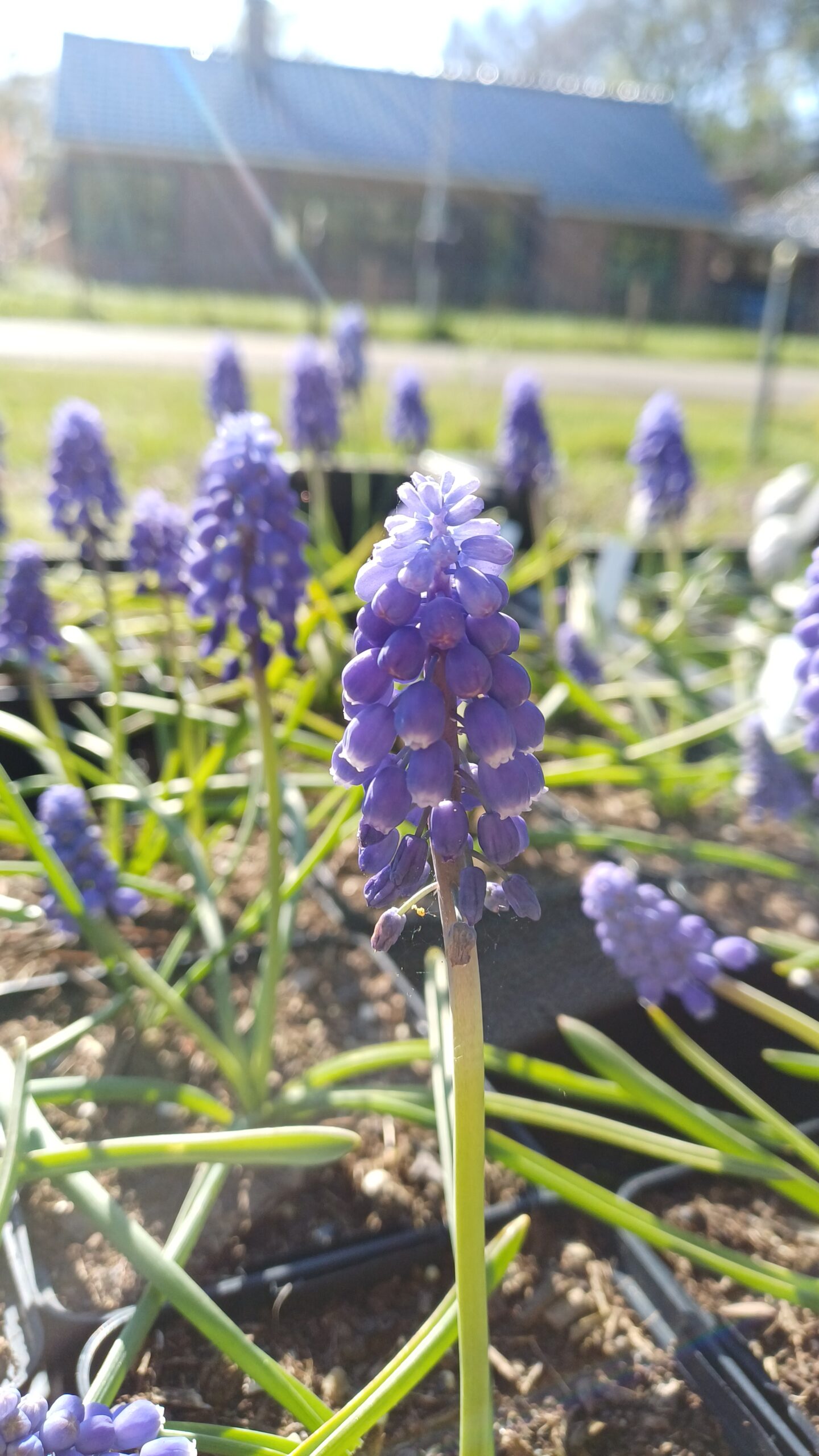 Druifjes (blauw) - Muscari armeniacum - Afbeelding 1