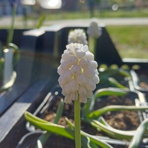 Druifjes (wit) - Muscari botryoides 'Album'