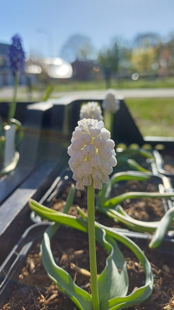 Druifjes (wit) - Muscari botryoides 'Album'