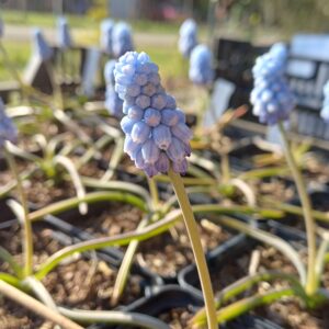 Druifjes (lichtblauw) - Muscari armeniacum 'Valerie Finnis'