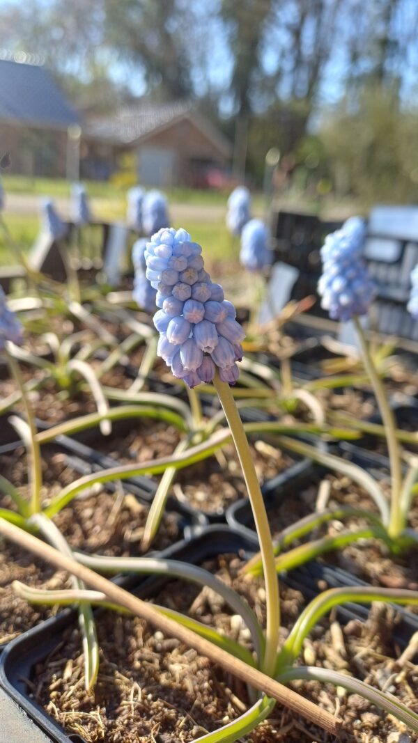 Druifjes (lichtblauw) - Muscari armeniacum 'Valerie Finnis'