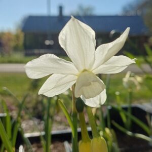 Narcis (wit) - Narcissus 'Petrel'