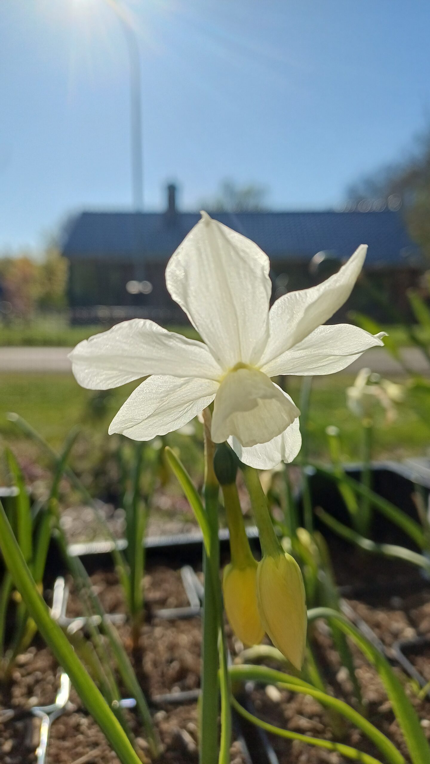 Narcis (wit) - Narcissus 
