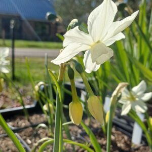 Narcis (wit) - Narcissus 'Petrel' - Afbeelding 2