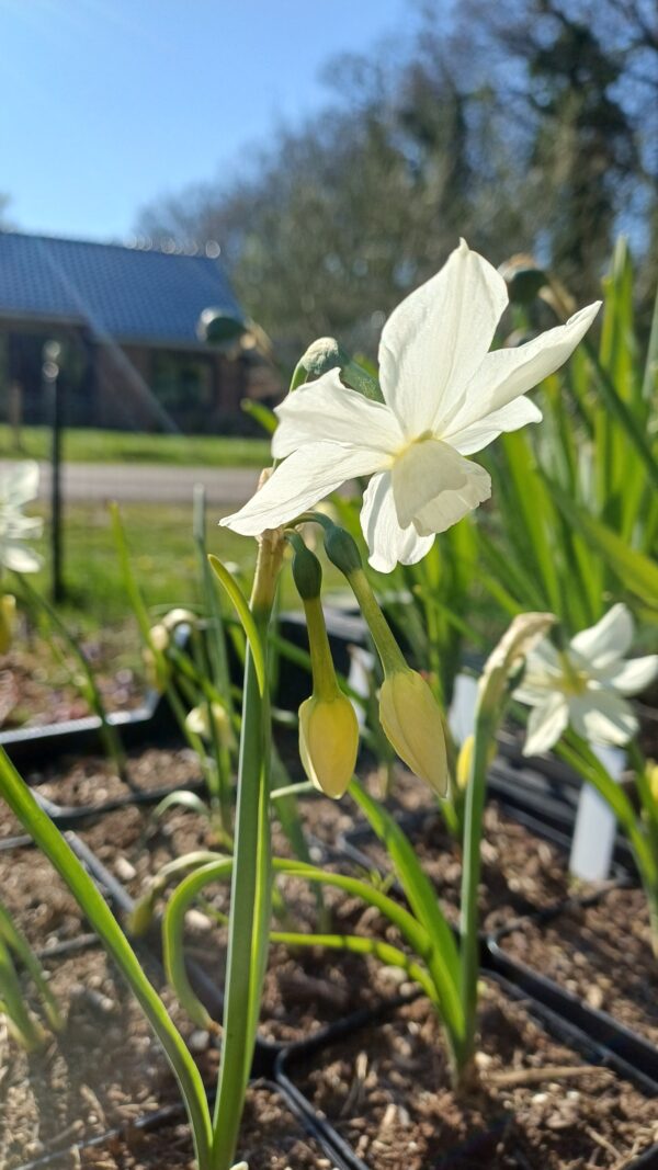 Narcis (wit) - Narcissus 'Petrel'