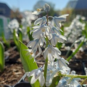 Buishyacint - Puschkinia scilloides var. libanotica