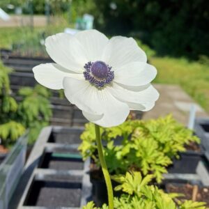 Klaproos anemoon (wit) - Anemone coronaria 'Bride'