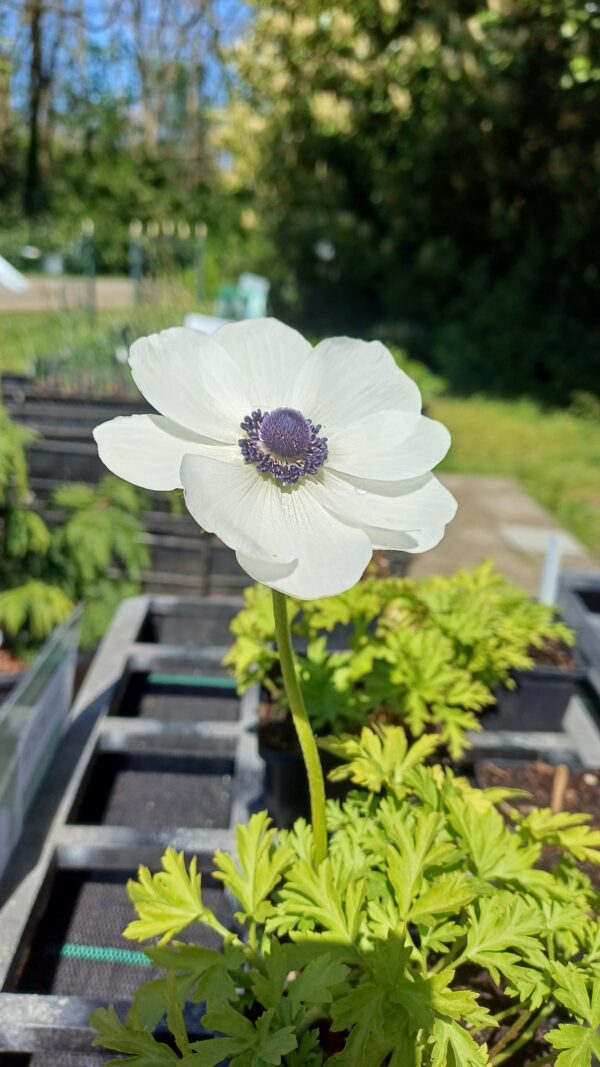 Klaproos anemoon (wit) - Anemone coronaria 'Bride'