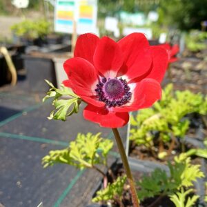 Klaproos anemoon (rood) - Anemone coronaria 'Hollandia'