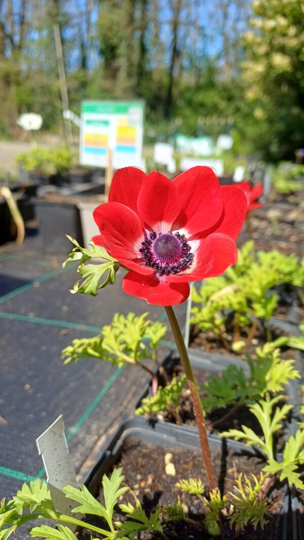 Klaproos anemoon (rood) - Anemone coronaria 'Hollandia'