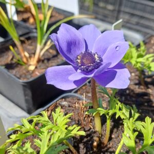 Klaproos anemoon (paars) - Anemone coronaria 'Mr. Fokker'