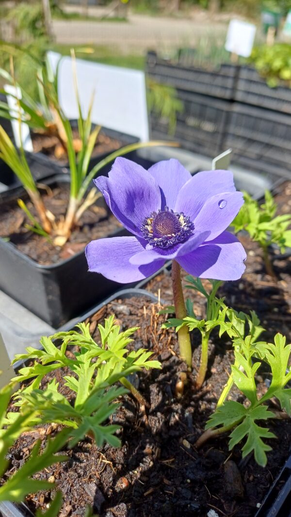 Klaproos anemoon (paars) - Anemone coronaria 'Mr. Fokker'