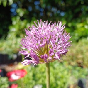 Sierui (paars) - Allium aflatunense 'Purple Sensation'