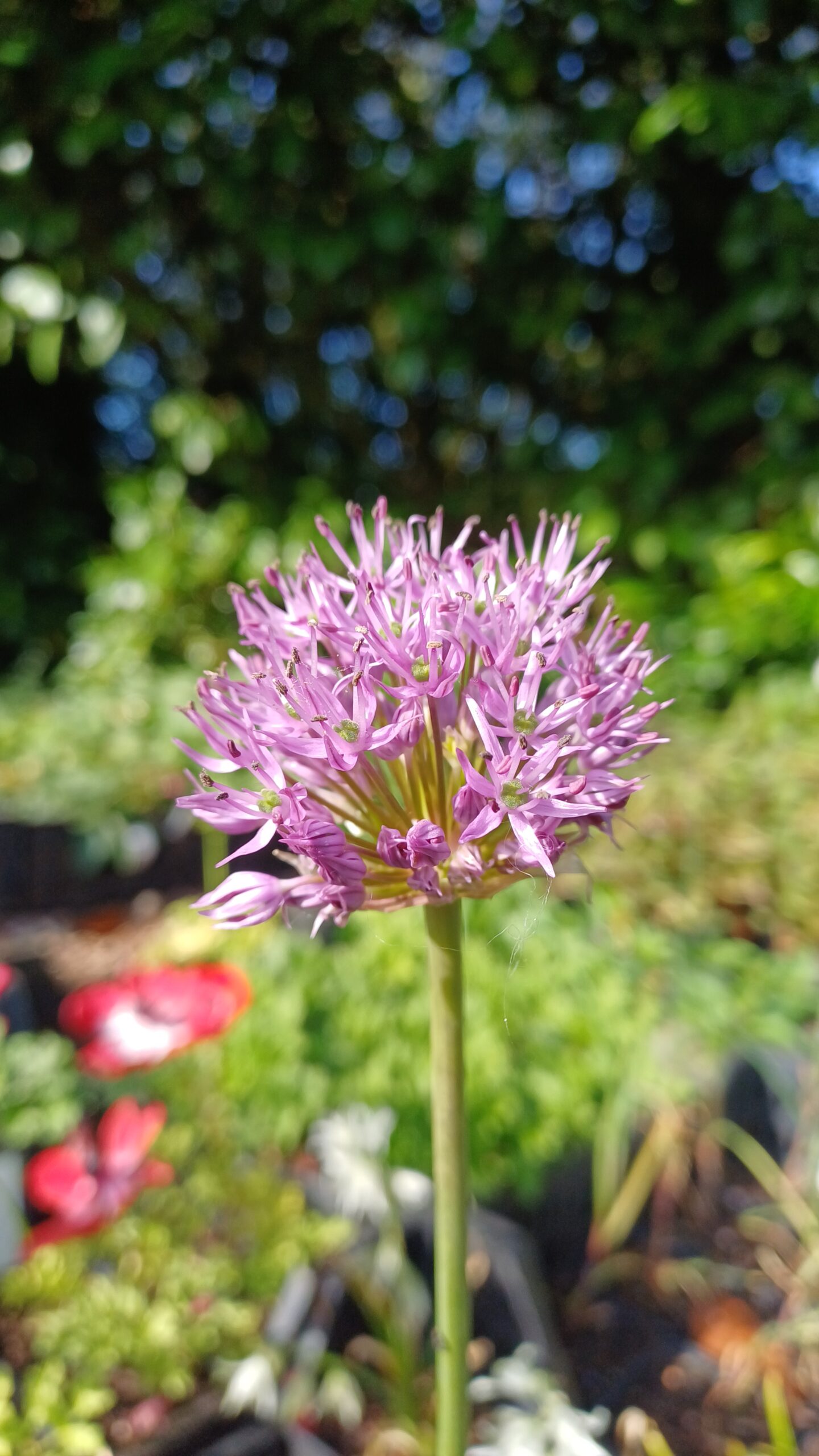 Sierui (paars) - Allium aflatunense 