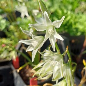 Knikkend vogelmelk - Ornithogalum nutans