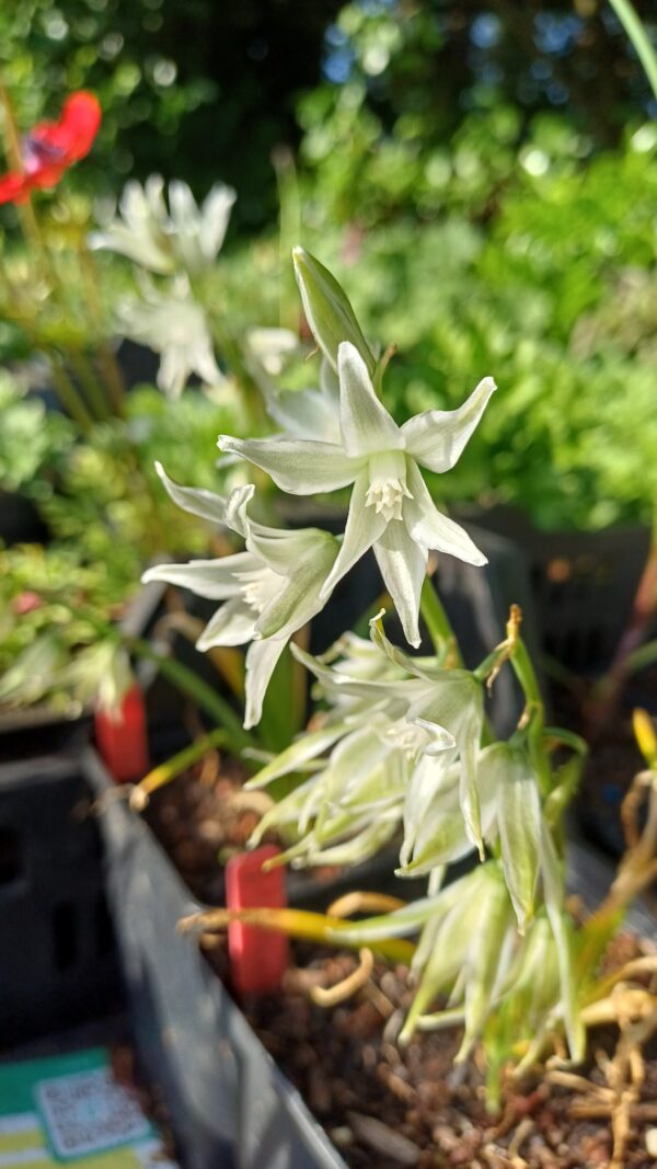 Knikkend vogelmelk - Ornithogalum nutans
