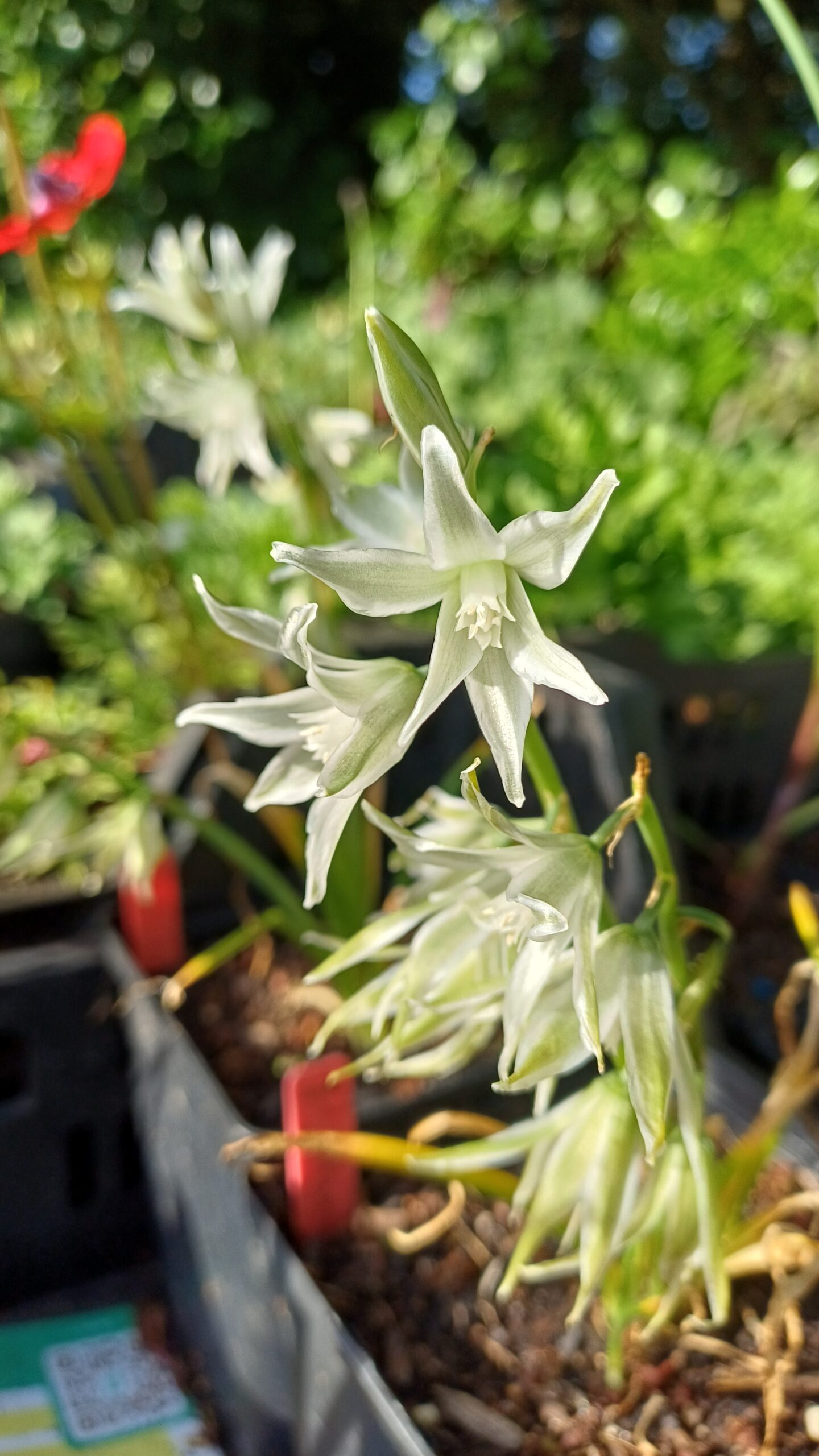 Knikkend vogelmelk - Ornithogalum nutans - Afbeelding 1