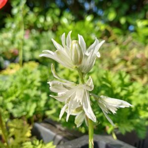 Knikkend vogelmelk - Ornithogalum nutans - Afbeelding 2