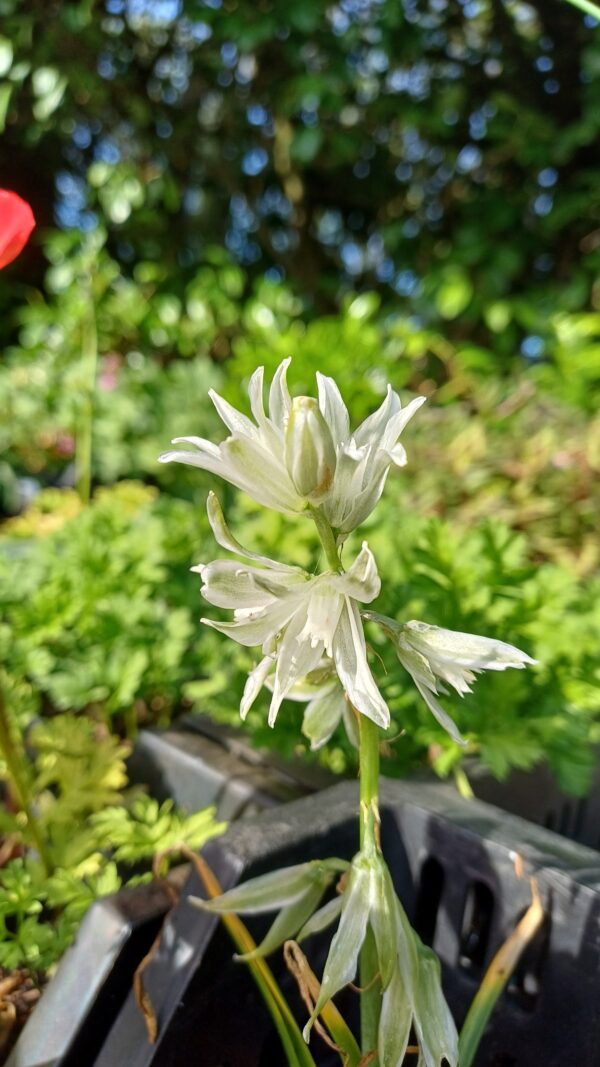 Knikkend vogelmelk - Ornithogalum nutans