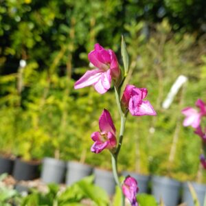 Byzantijnse gladiool - Gladiolus communis ssp. byzantinus