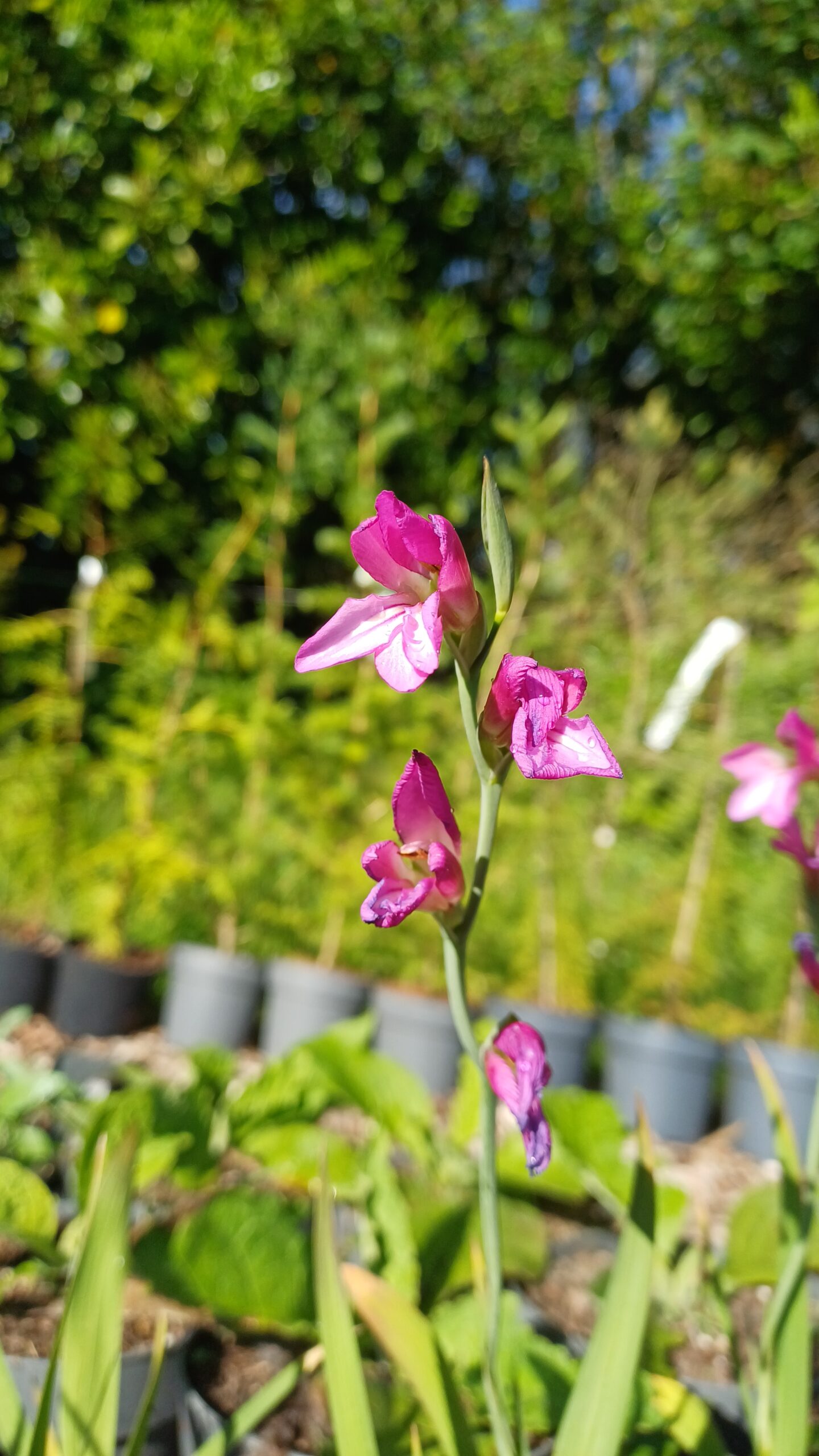 Byzantijnse gladiool - Gladiolus communis ssp. byzantinus - Afbeelding 1