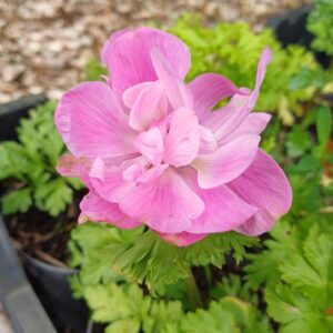 Klaproos anemoon (roze) - Anemone coronaria 'Sylphide'