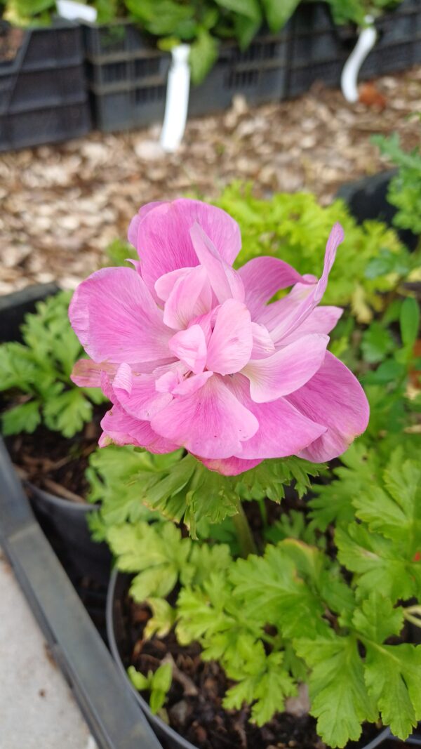 Klaproos anemoon (roze) - Anemone coronaria 'Sylphide'