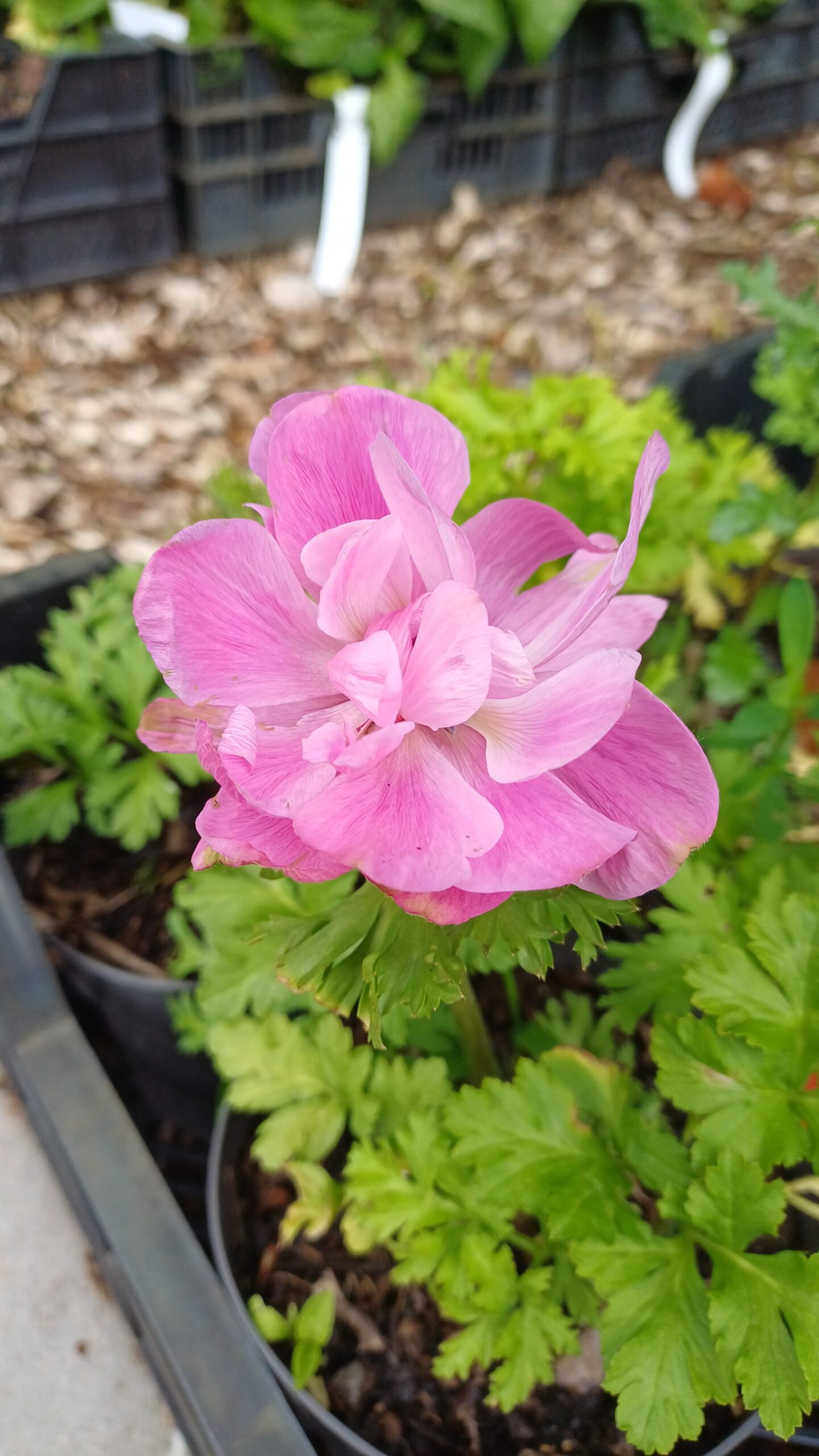 Klaproos anemoon (roze) - Anemone coronaria 