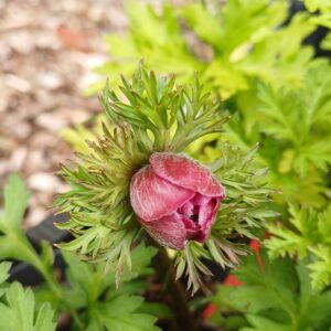 Klaproos anemoon (rood) - Anemone coronaria 'Hollandia' - Afbeelding 2