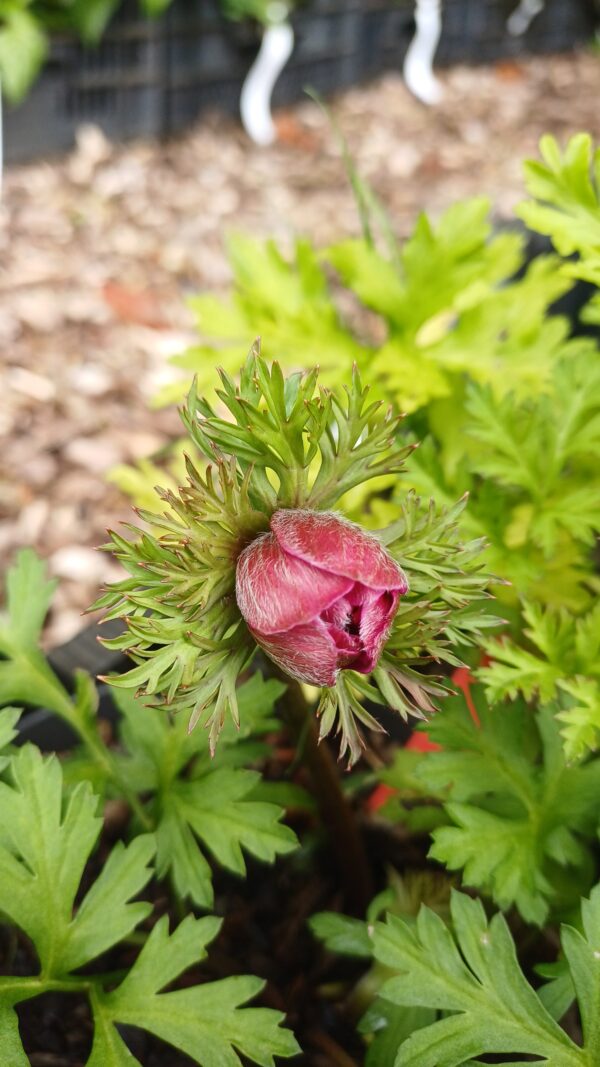 Klaproos anemoon (rood) - Anemone coronaria 'Hollandia'