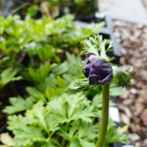 Klaproos anemoon (paars) - Anemone coronaria 'Mr. Fokker' - Afbeelding 2