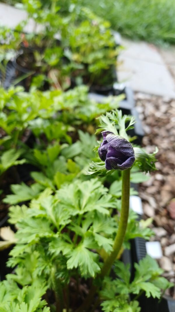 Klaproos anemoon (paars) - Anemone coronaria 'Mr. Fokker'