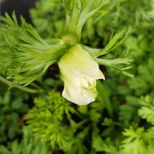 Klaproos anemoon (wit) - Anemone coronaria 'Bride' - Afbeelding 2