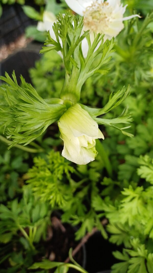 Klaproos anemoon (wit) - Anemone coronaria 'Bride'