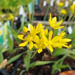 Goudlook - Allium moly