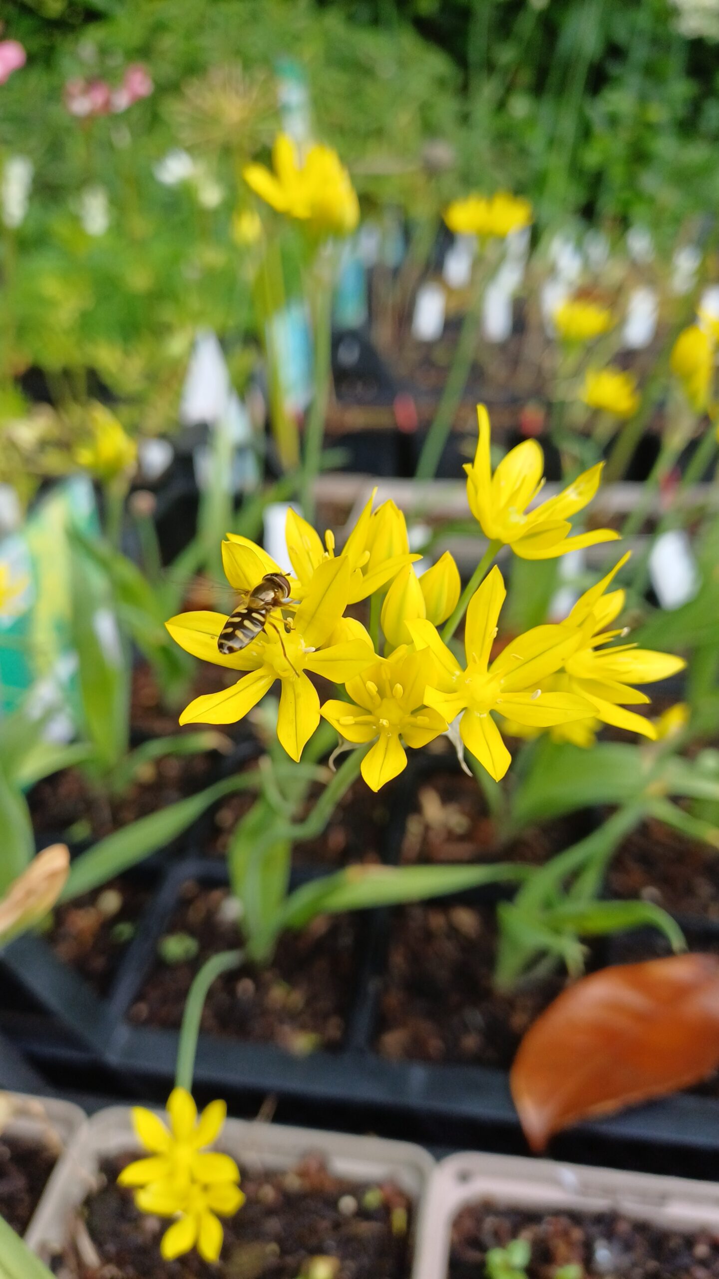 Goudlook - Allium moly - Afbeelding 1